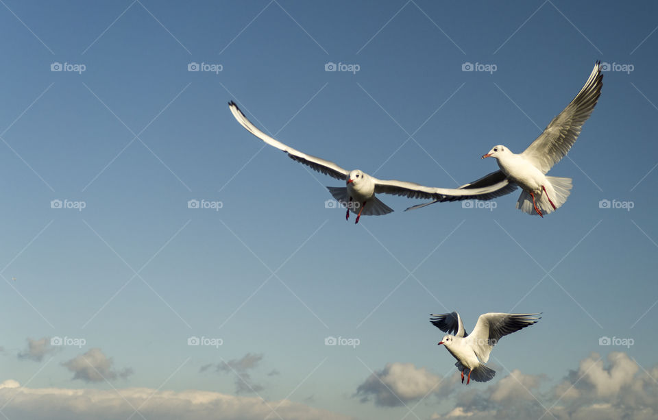seagulfs on the blue sky