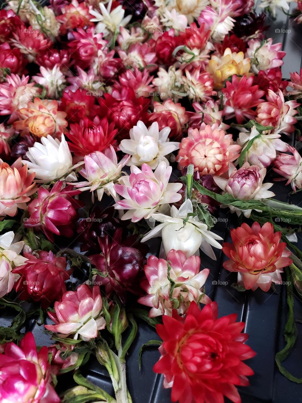 Beautiful dried straw flowers