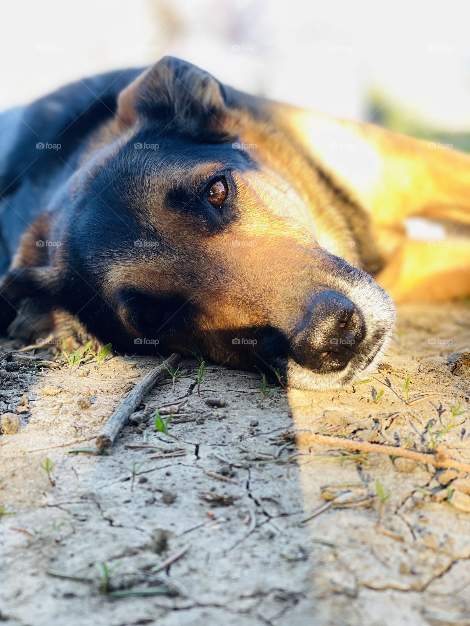 Dog lying down with the golden hour light forming shadows 