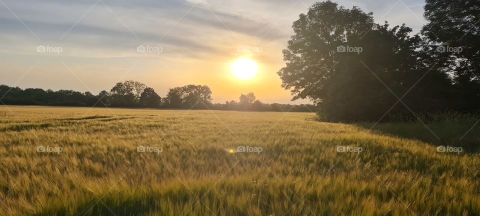 grain field