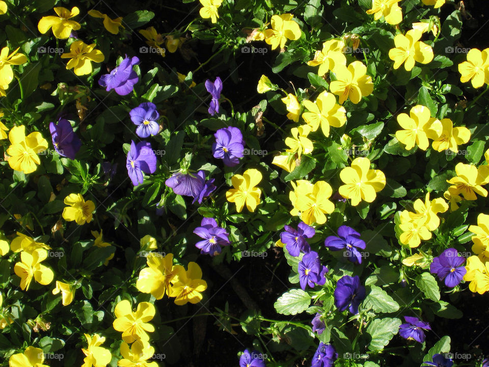spring flowers yellow purple by technotimber