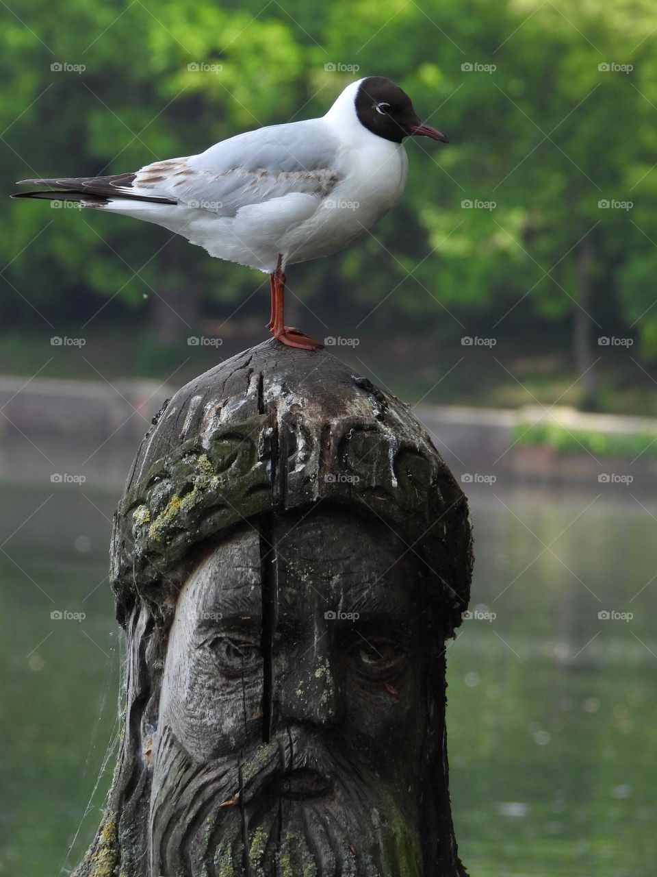 A gull on a post