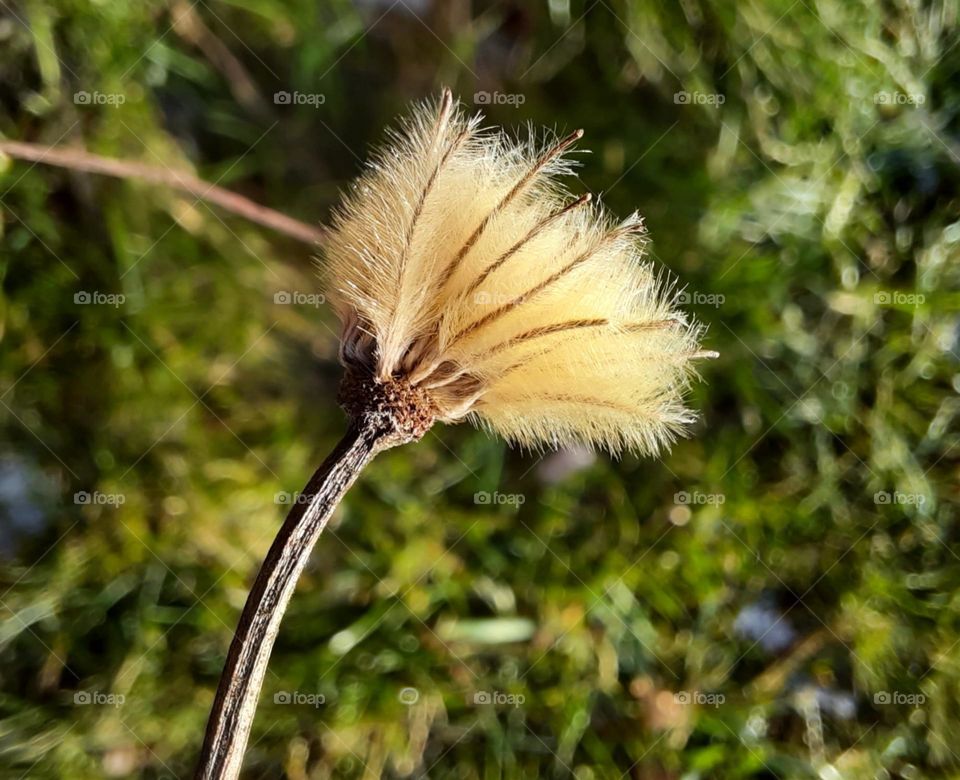 yellow  dry flower of clematis against green background