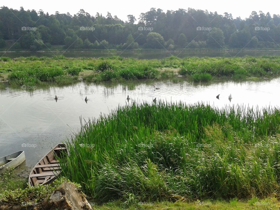 birds in the river svimmer