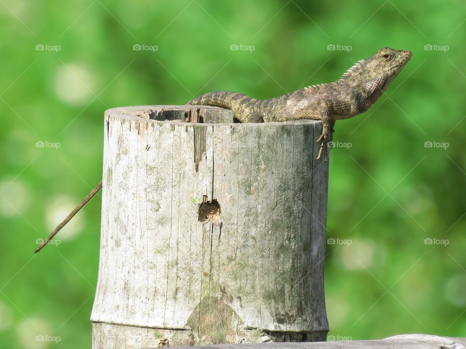 lizard in Thailand, sunny day of rain season