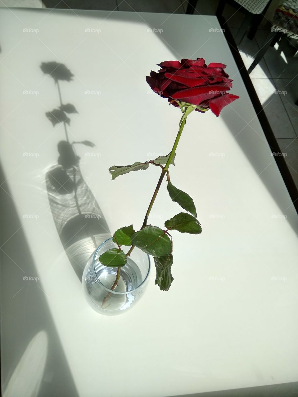 Роза и тень повстречались солнечным днем.
Rose and shadow met on a sunny afternoon.