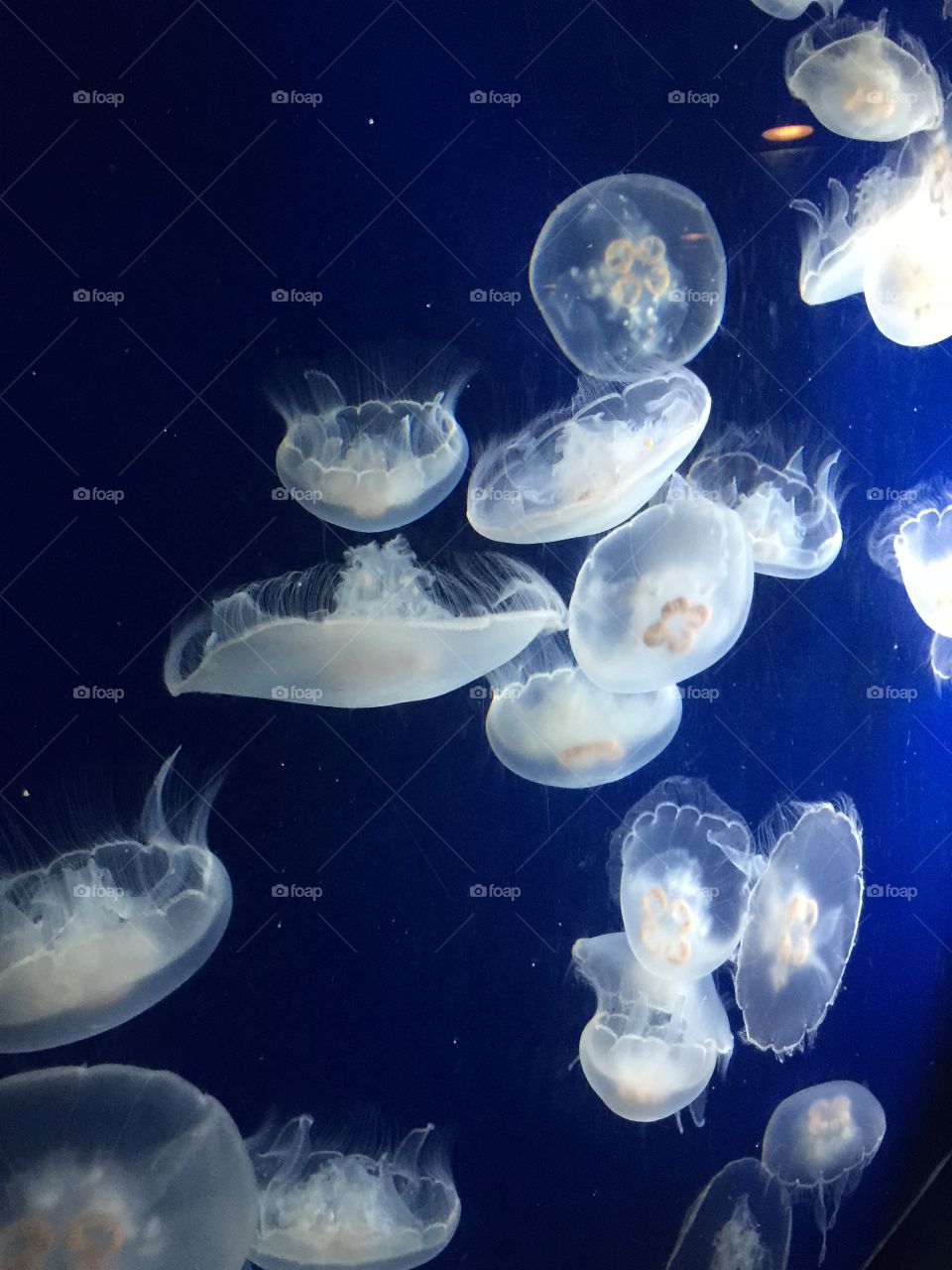 Underwater, Jellyfish, Aquarium, Fish, Swimming