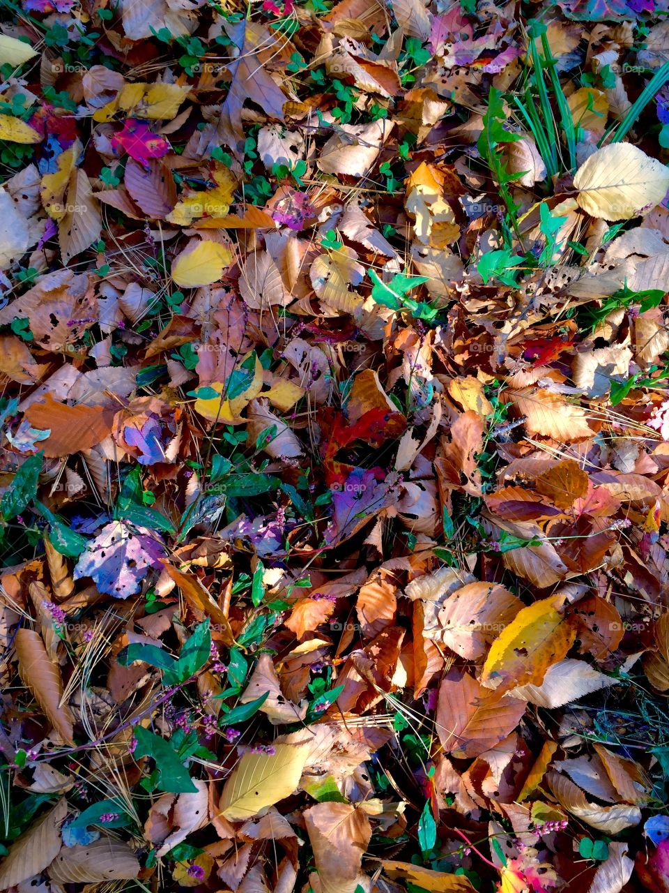 Color Book Leaves