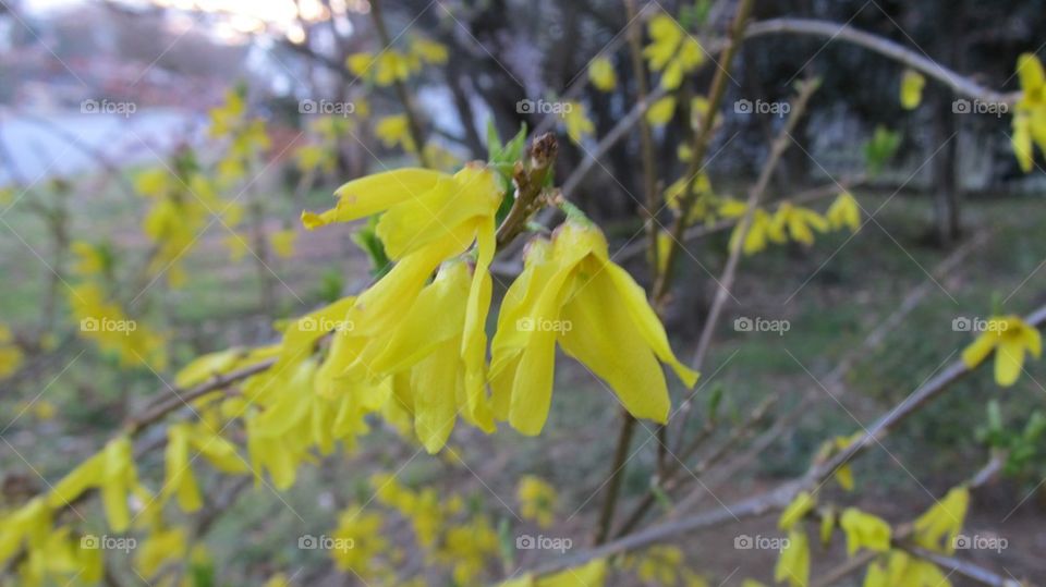 Close-up of a yellow flower