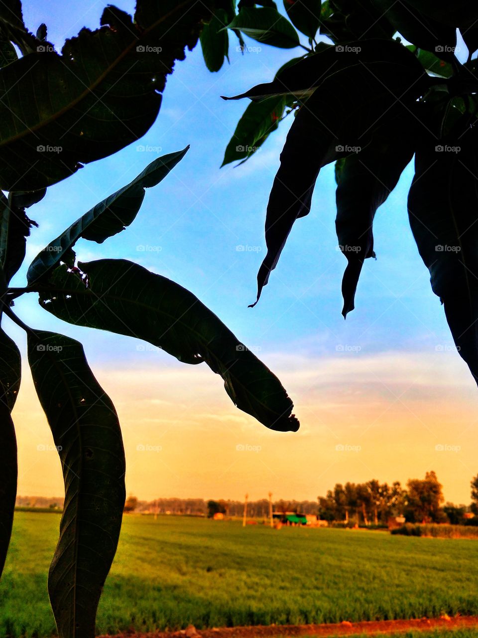 Evening sun light view