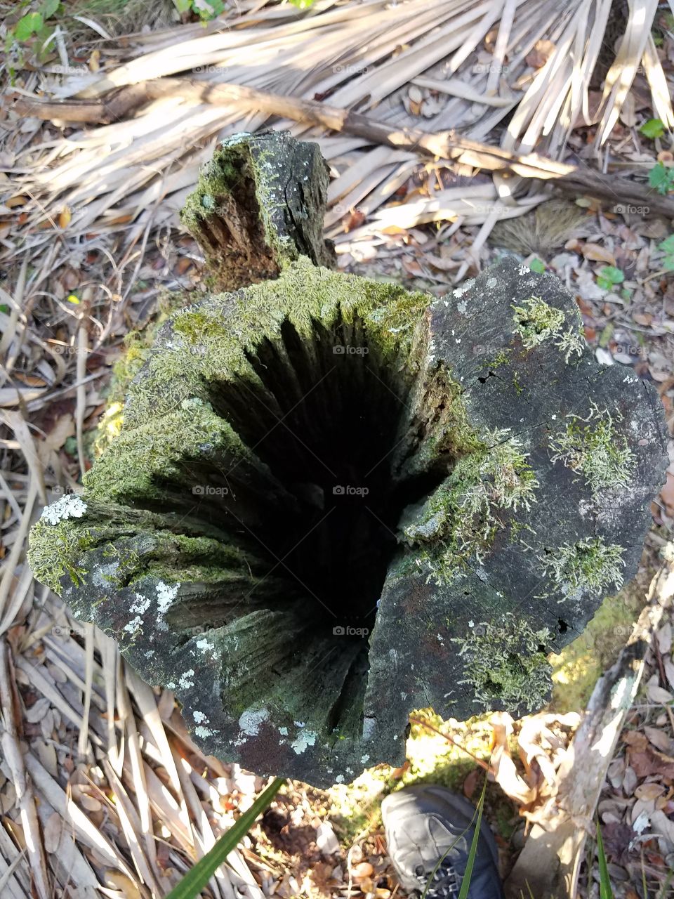 looking down hollow tree stump