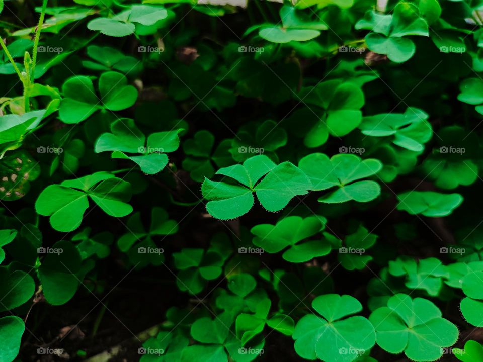 Large green clover leaves field in forest. This mini plant also has beliefs or myths as a bringer of good luck.