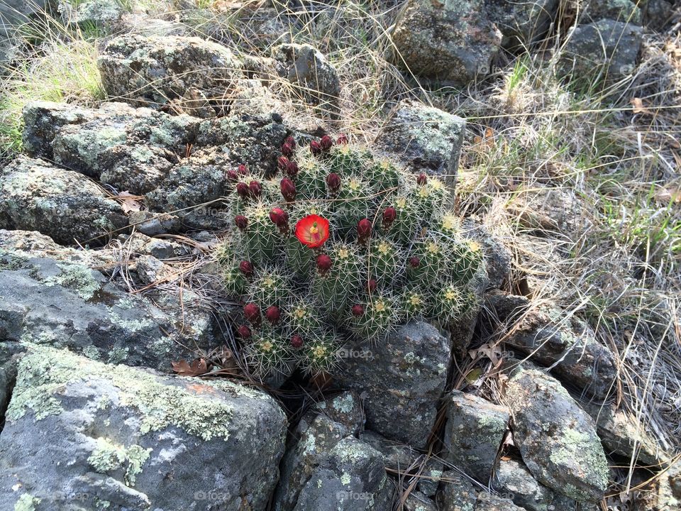 Northern Arizona Cactus Rock