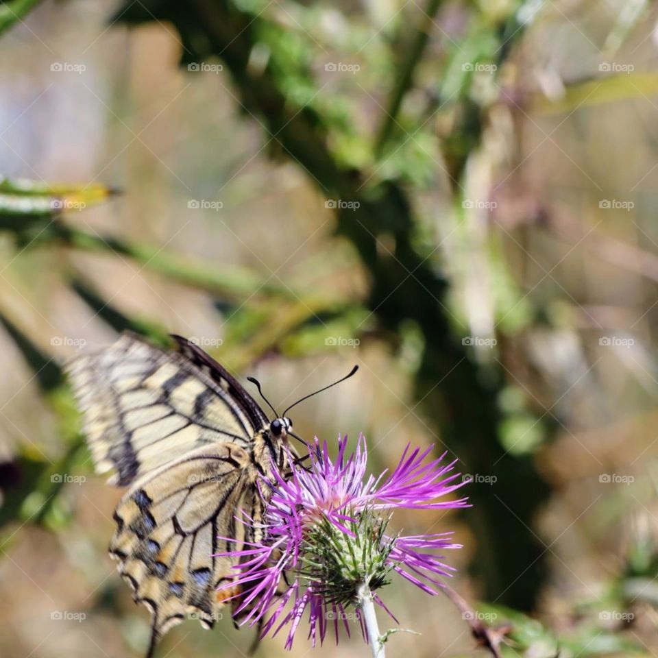 Swallowtail