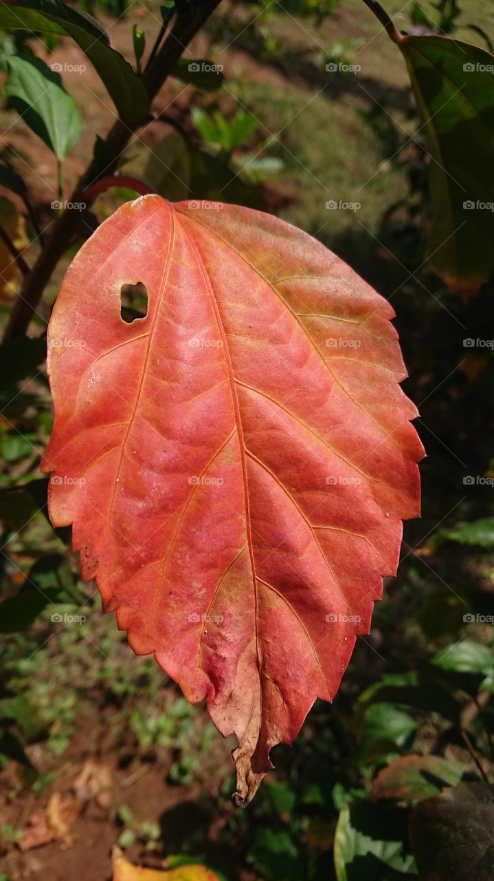 Orange colour leaf