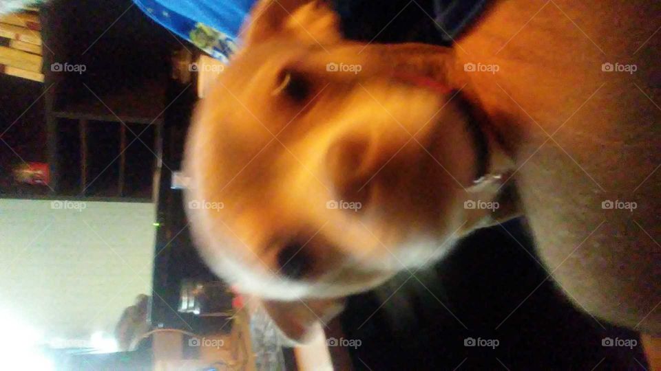 my dog taking a selfie