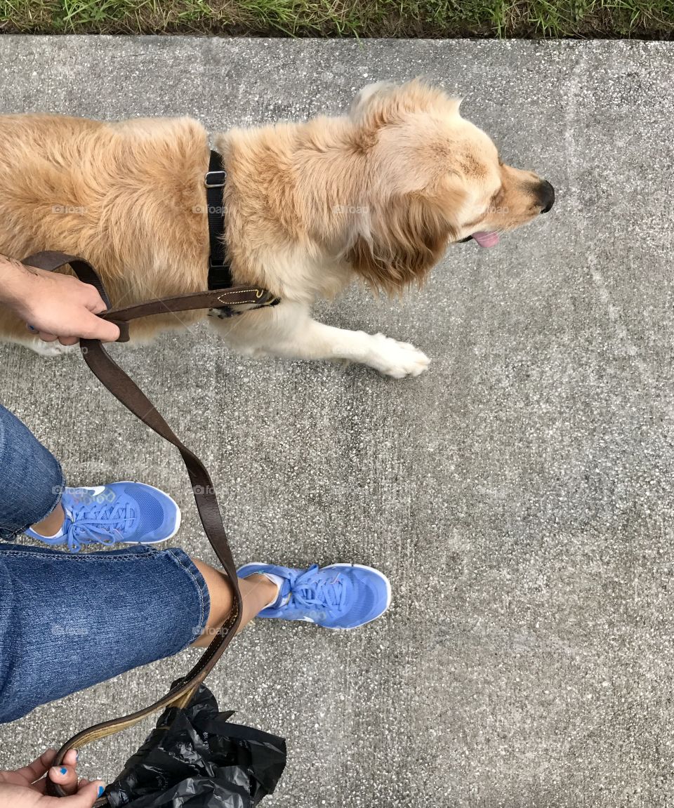My golden retriever and me going for a walk