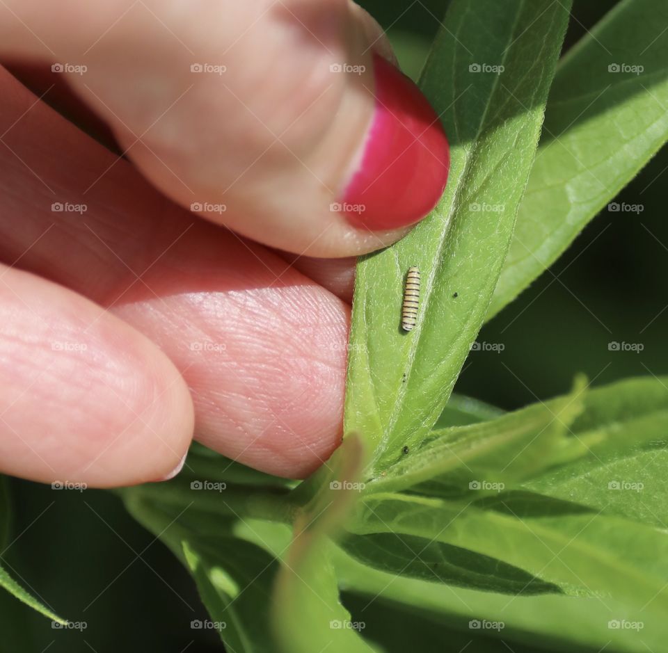 Newly hatched monarch caterpillar macro 