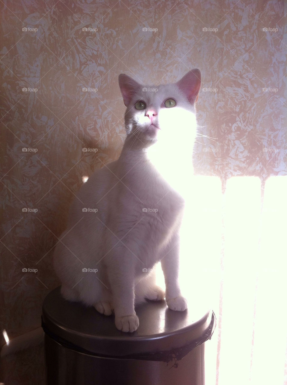 Milo dining for supper.