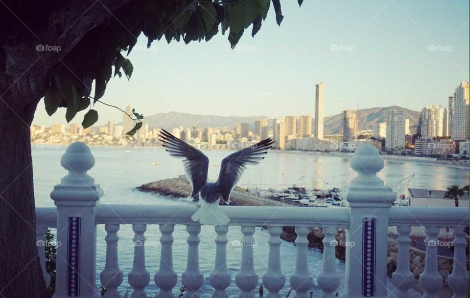 Seaview#seagull#wind#city#animal#wild