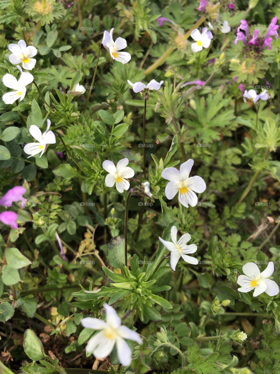 Spring time in Tennessee