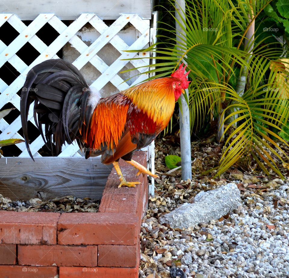 stepping forward. Key West, FL colorful roaster