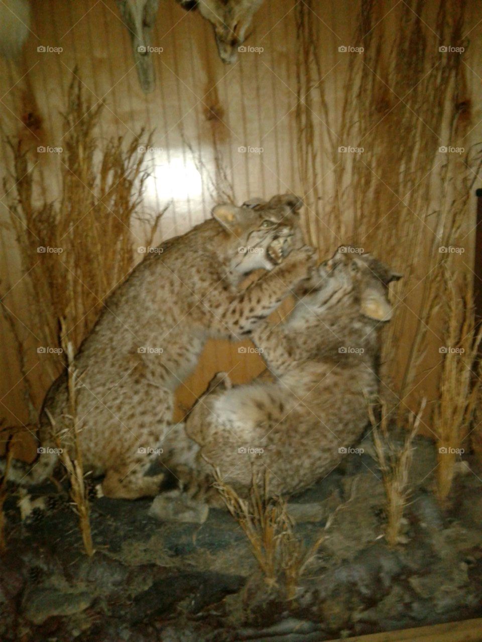 Wildlife Bobcats