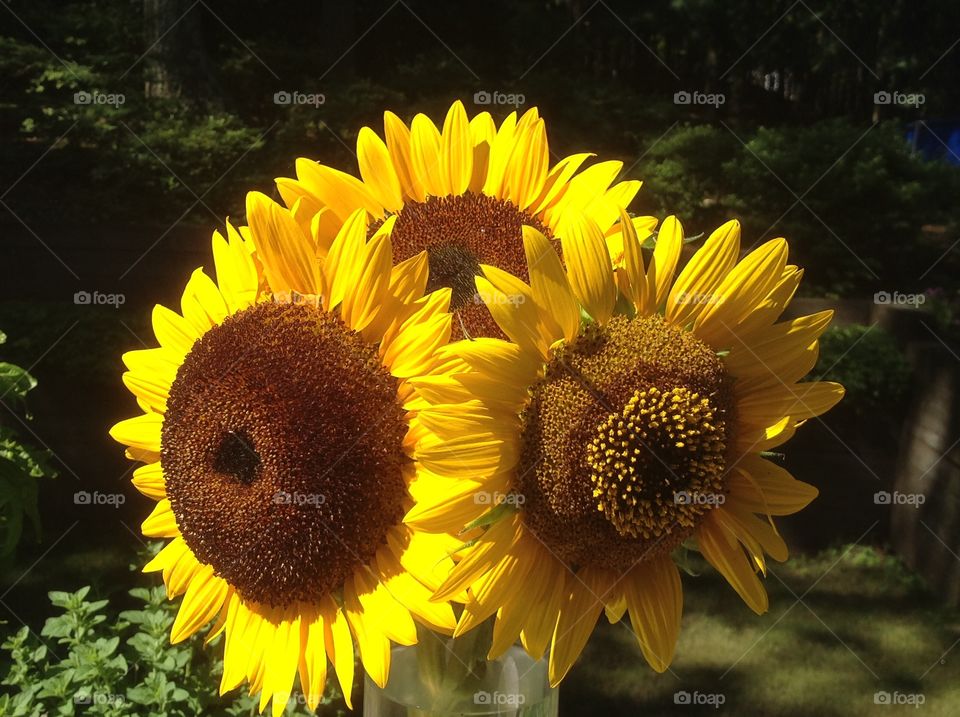 A close up of a beautiful sunflower.