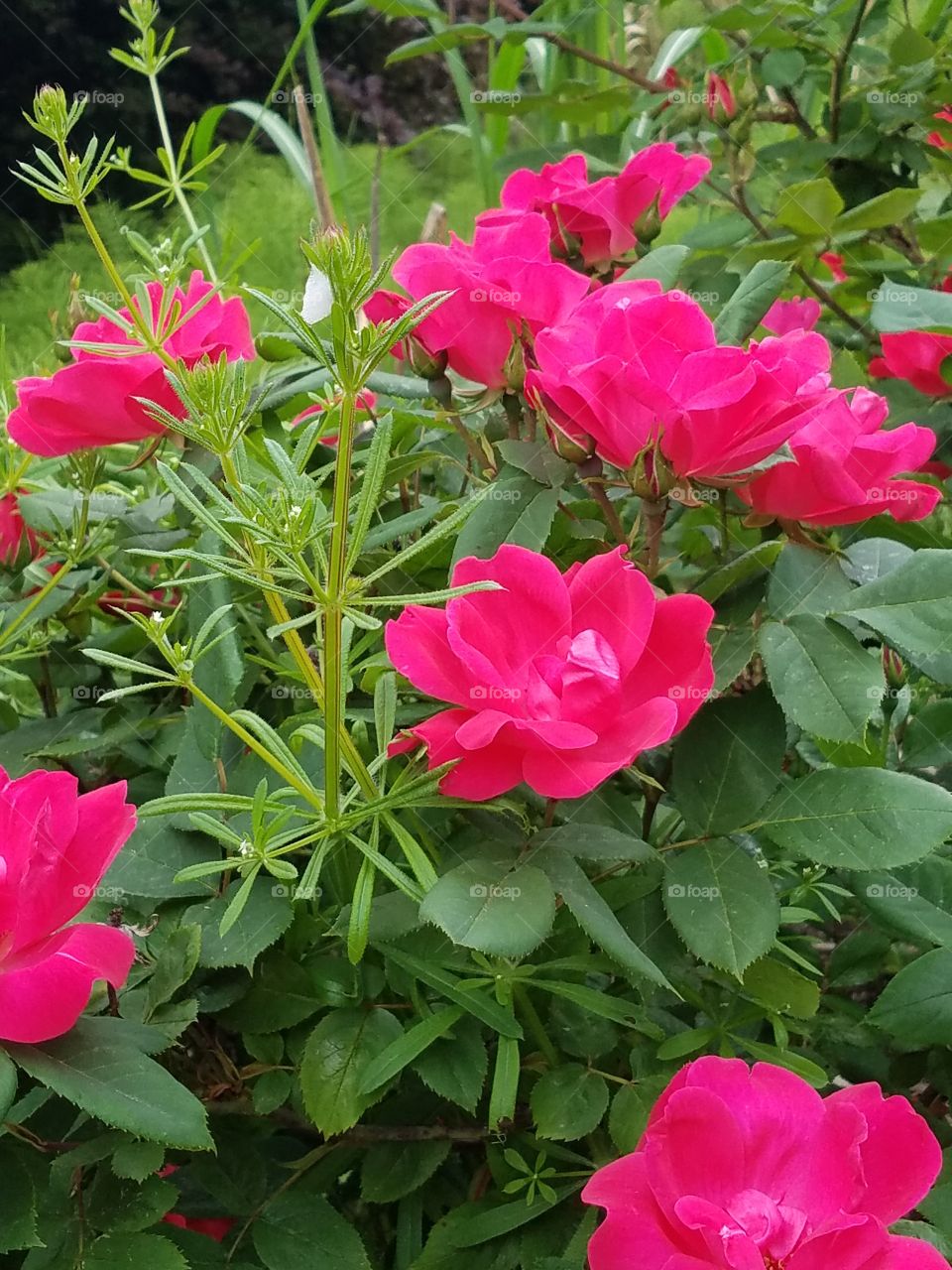 Gorgeous pink flowers