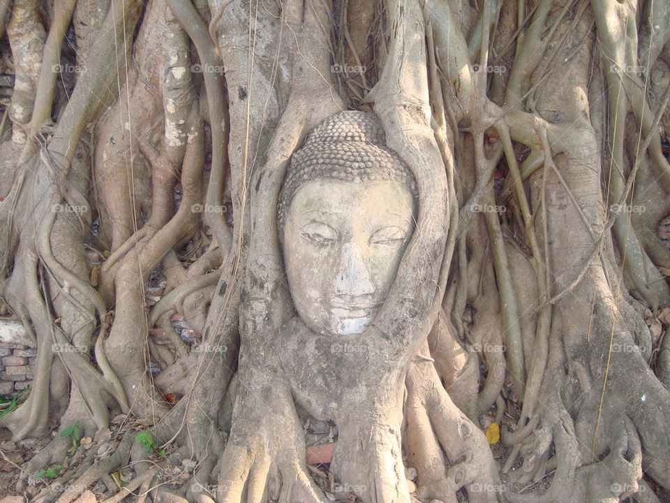 Tree, Buddha, Thailand