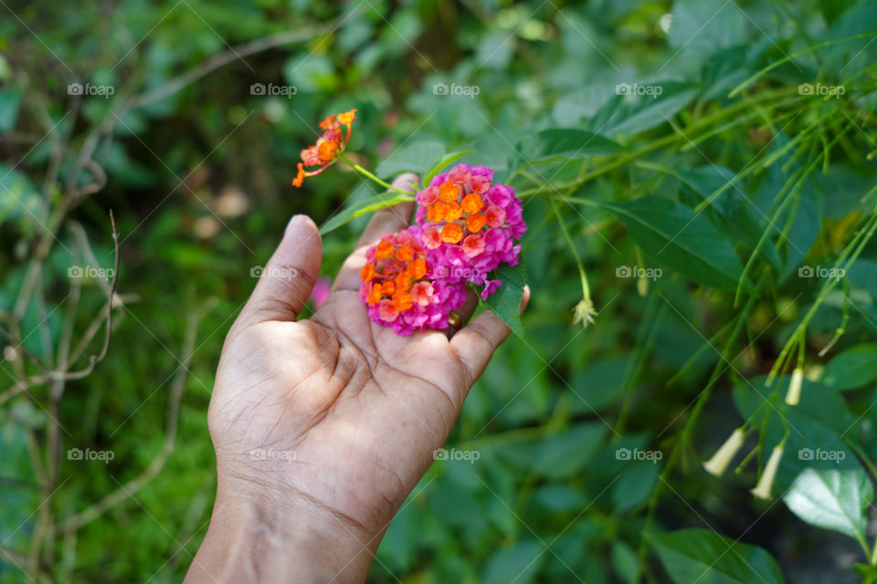 Portraits of plants 