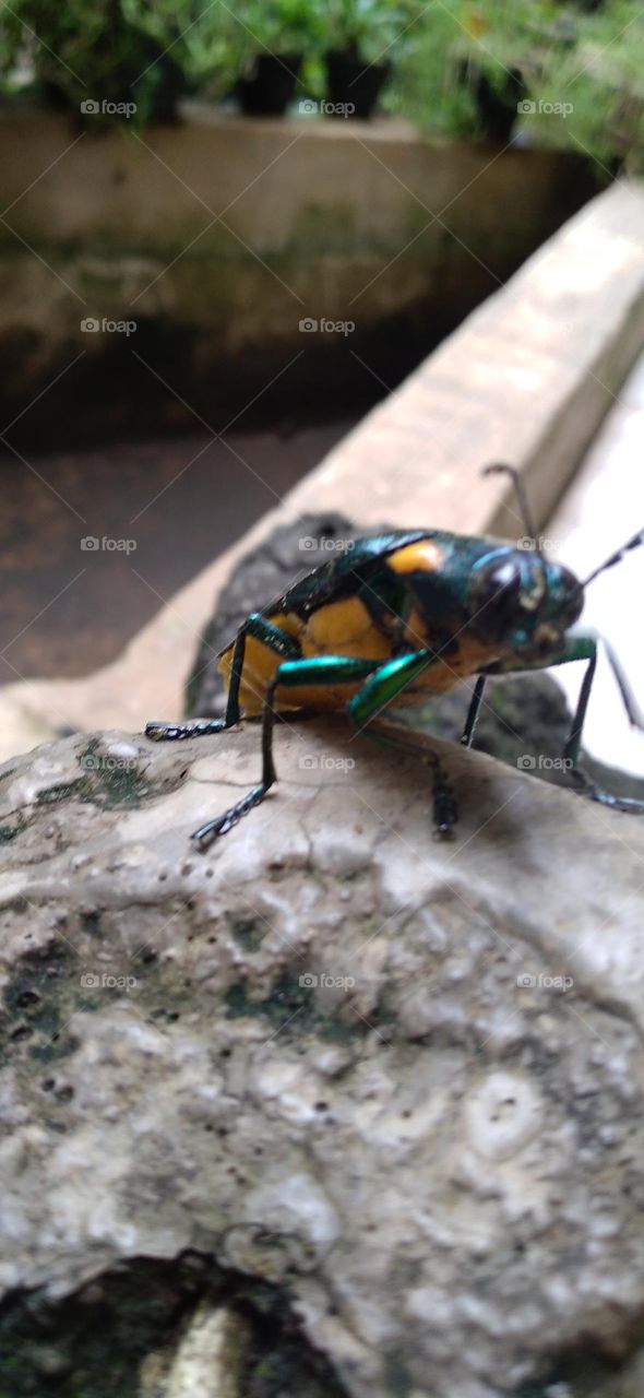 Buprestidae is a family of beetles known as ornamental beetles because of the shiny color on their bodies.