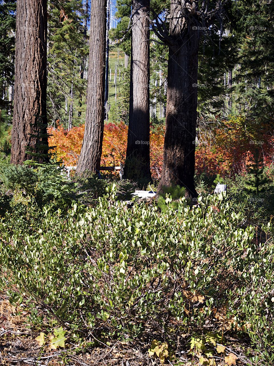 Bright red, orange, and yellow foliage on the forest floor in the woods of Oregon on a sunny fall day. 