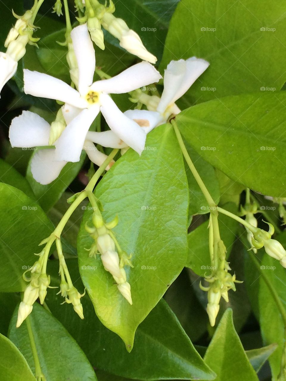 Star Jasmine 