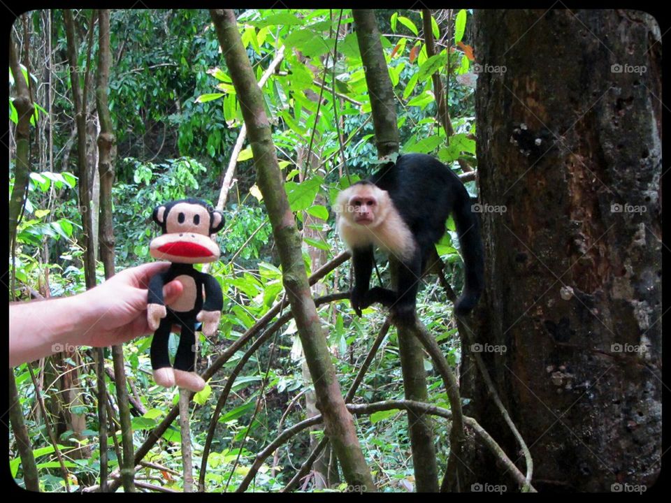 nature fun manuel antonio costa rica by jootto