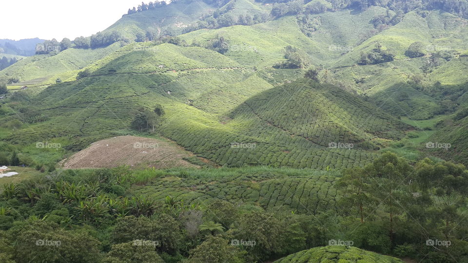 Amazing tea farms in  Malaysia.