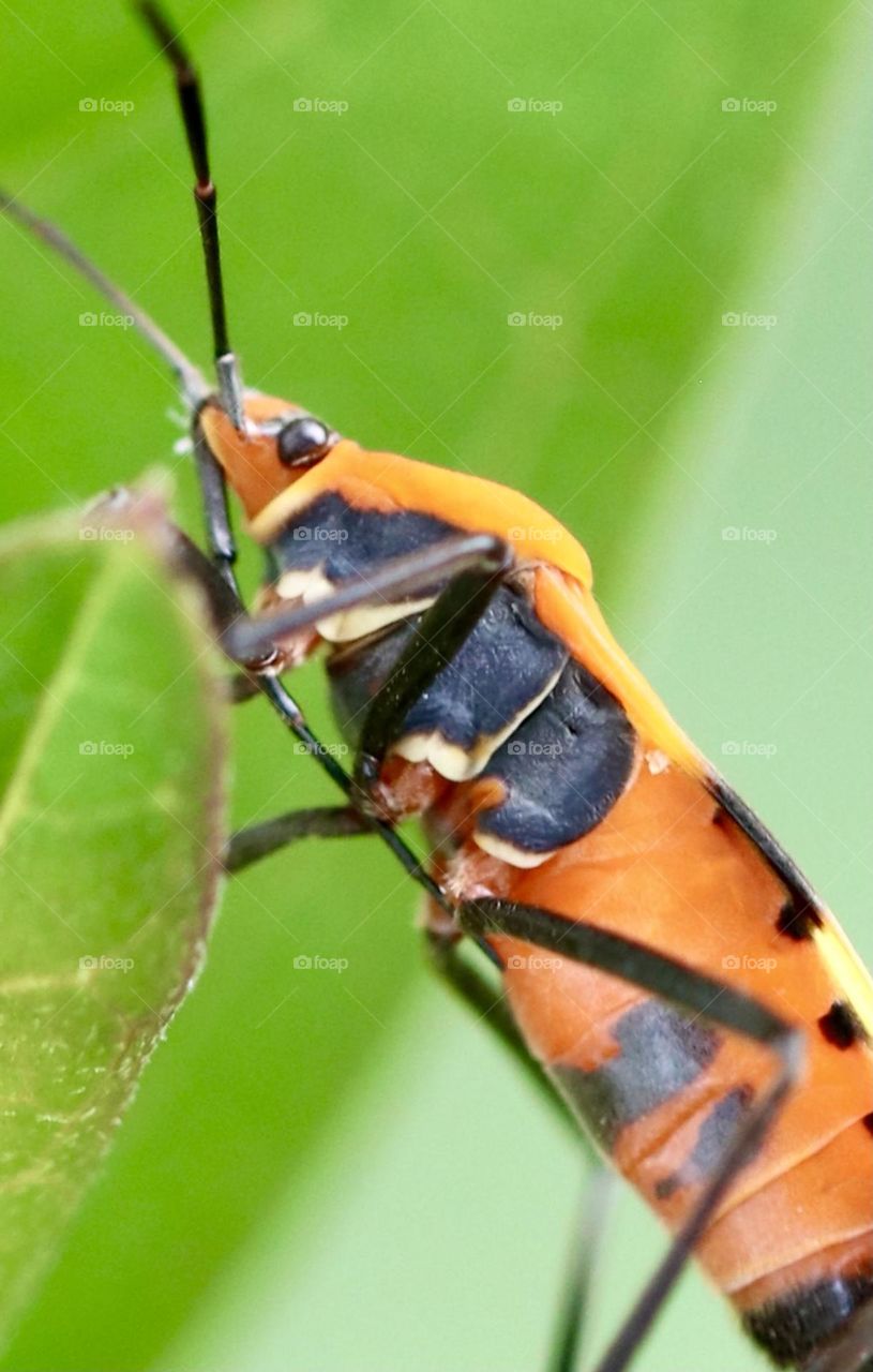 Insect orange from below