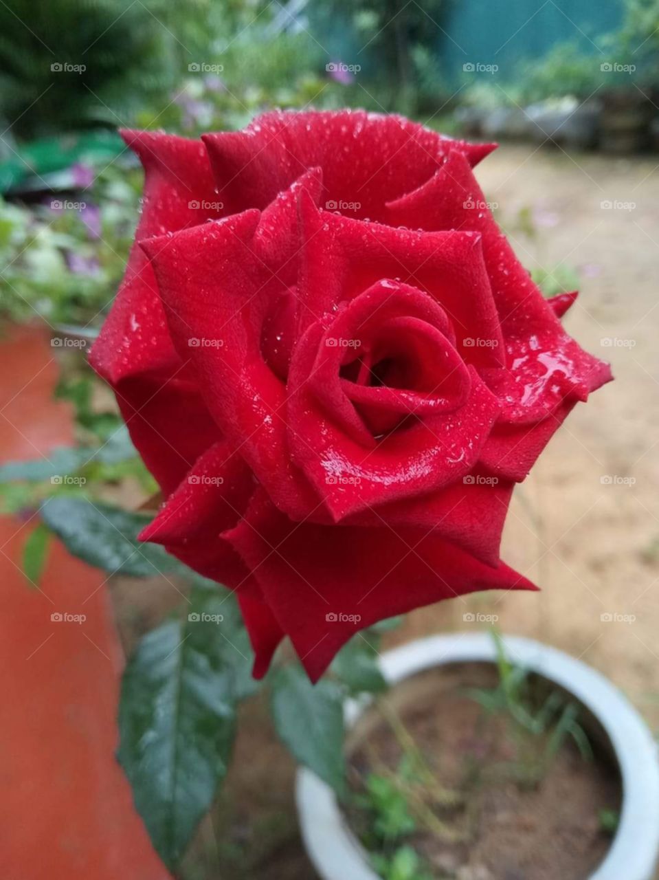 Red Rose