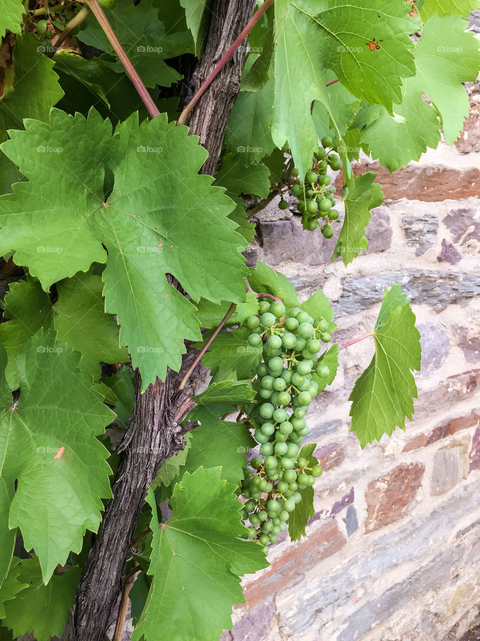 Vine plant with green leaves and unripe riesling grapes in clusters growing against a stone wall in Germany in the summer.