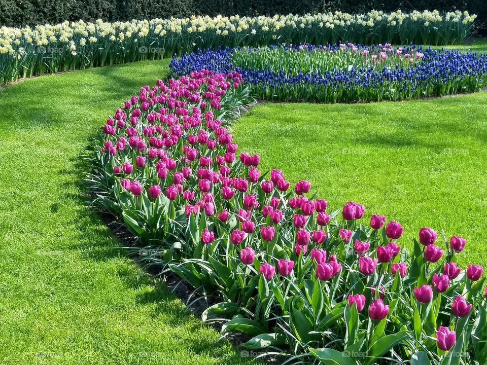 keukenhof 🌷