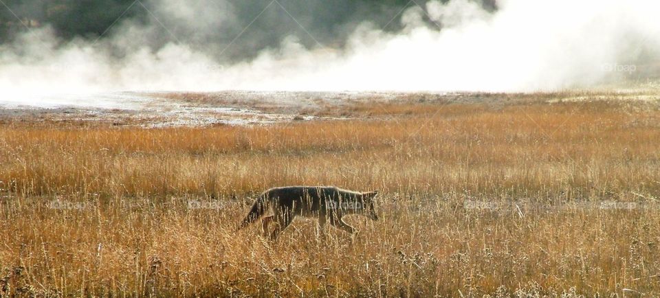 A coyote walking alone along the steam of a hot spring in Yellowstone National Park