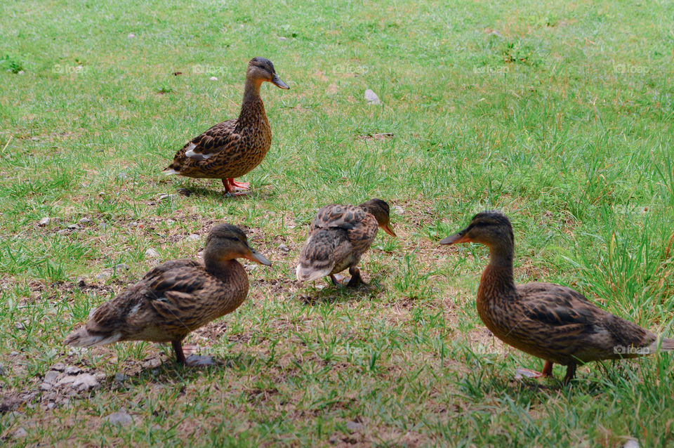 duck's family