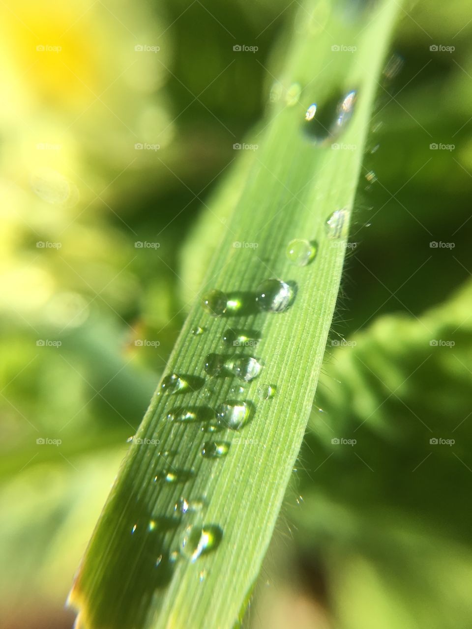 Dew drops on grass