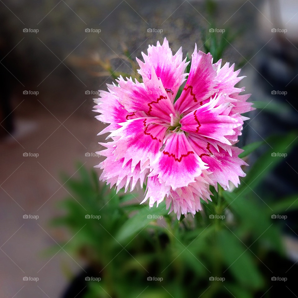 chennai flowers dianthus sevvi photography by Sugashini