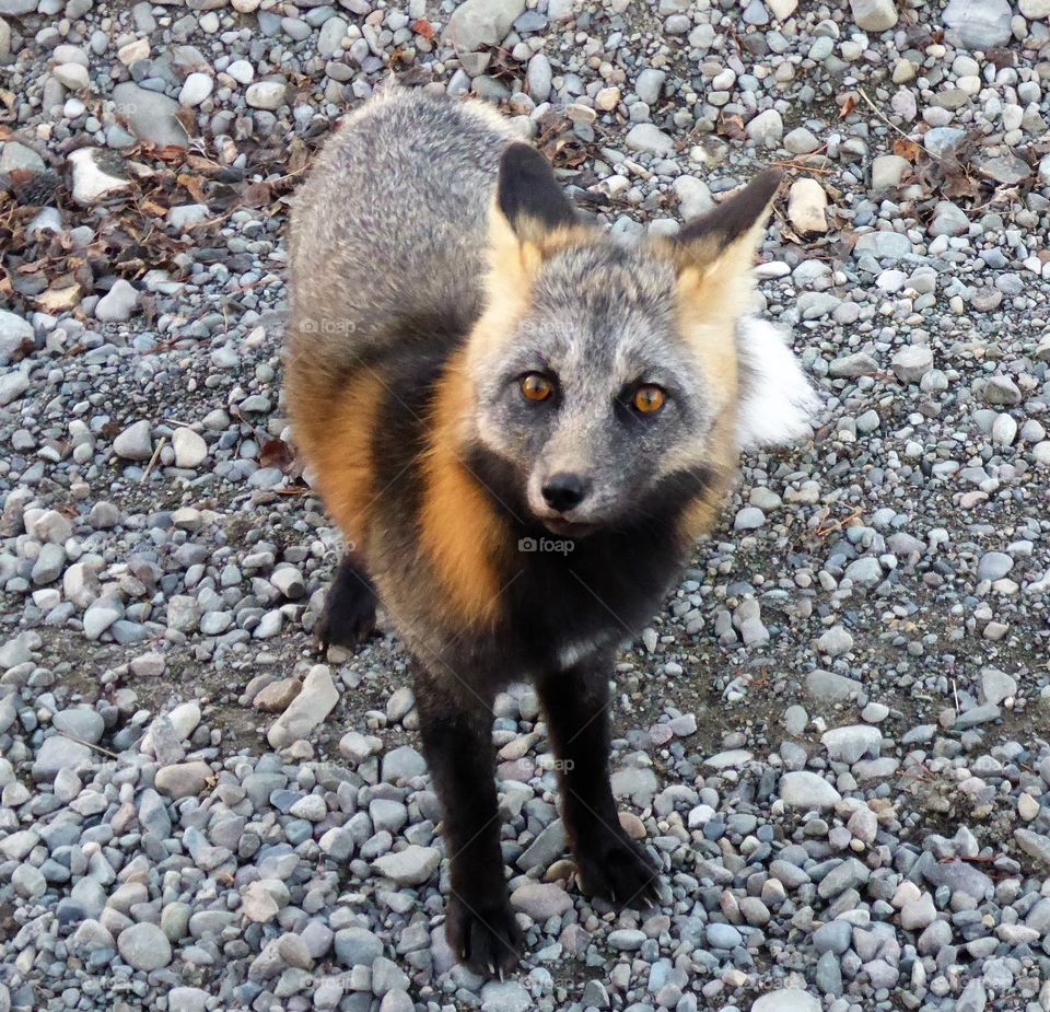 Friendly fox, Chilko