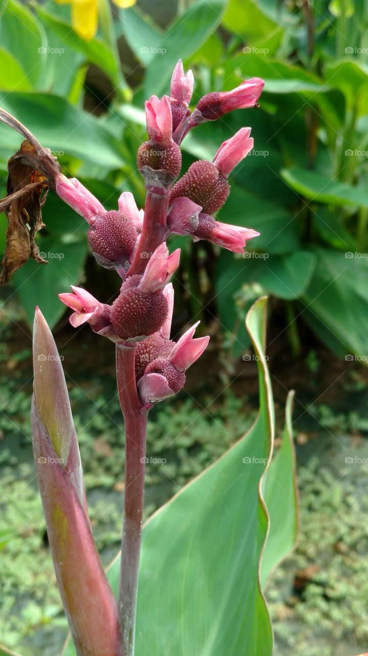 Nature, Flower, Leaf, Flora, No Person
