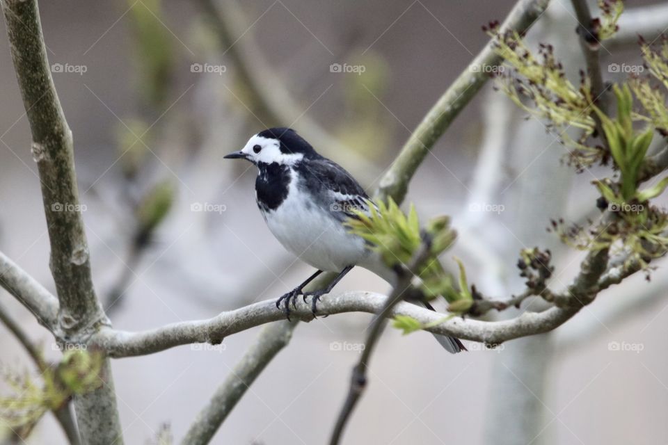wagtail on The branch