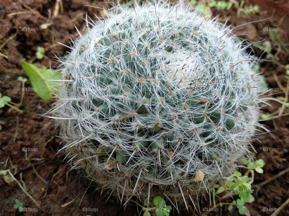 web ball cactus