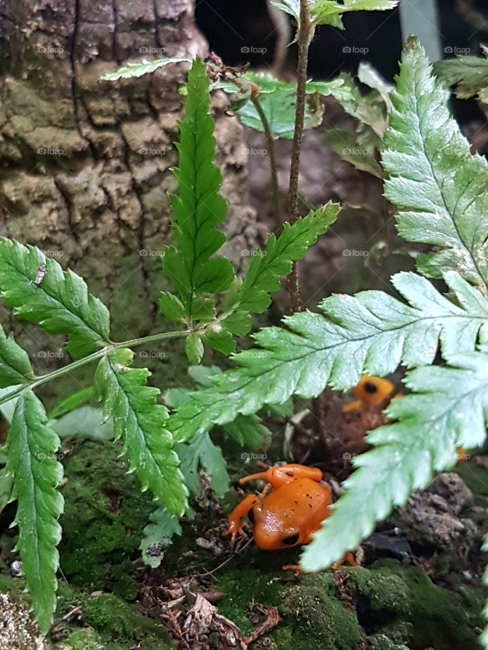 Little, orange frogs amongs plants in a terrarium
