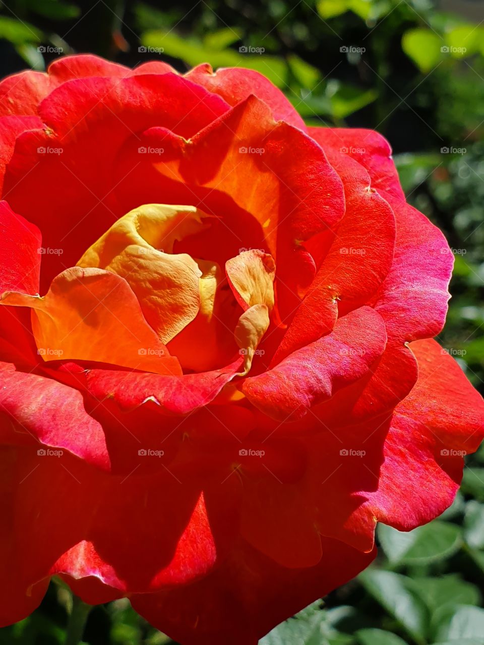 lavish red rose with yellow center